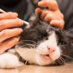 How To Clean A Cat’s Ears